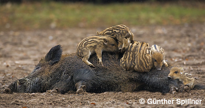 Wildschwein, Sus scrofa