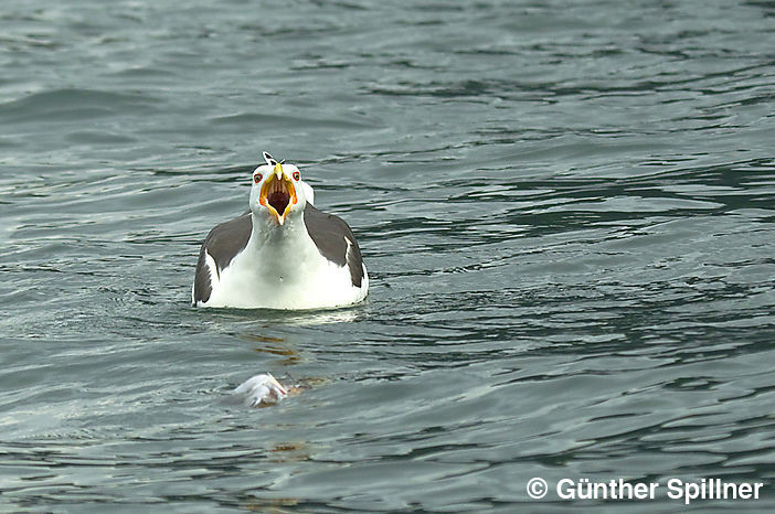 Great black-backed gull, Larus marinus