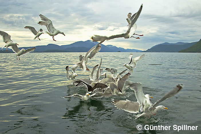 Great black-backed gull, Larus marinus