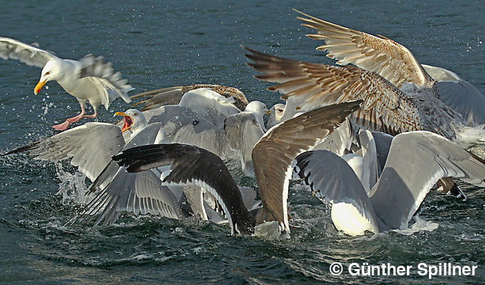 Mantelmöwe, Larus marinus