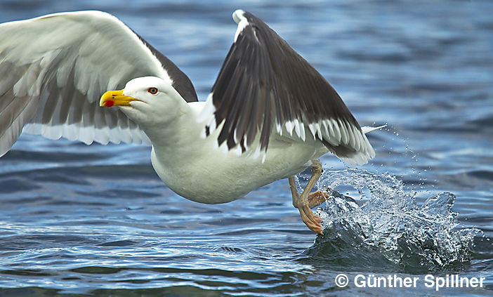 Great black-backed gull, Larus marinus