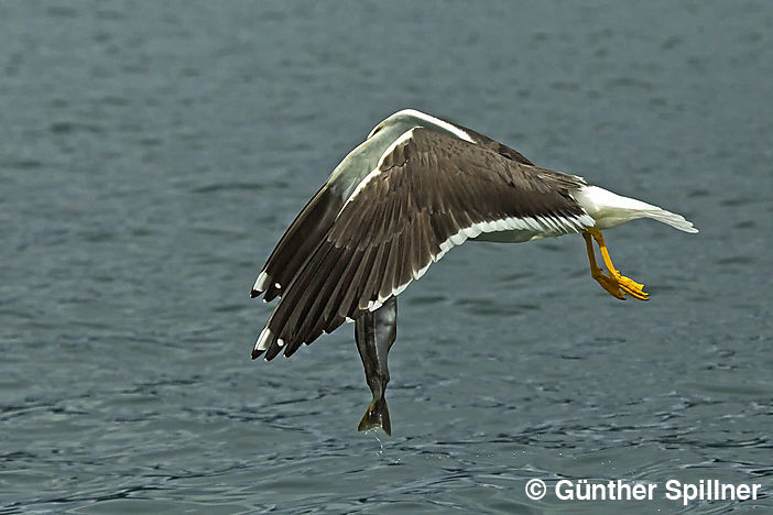 Great black-backed gull, Larus marinus