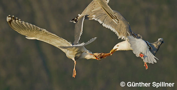 Great black-backed gull, Larus marinus