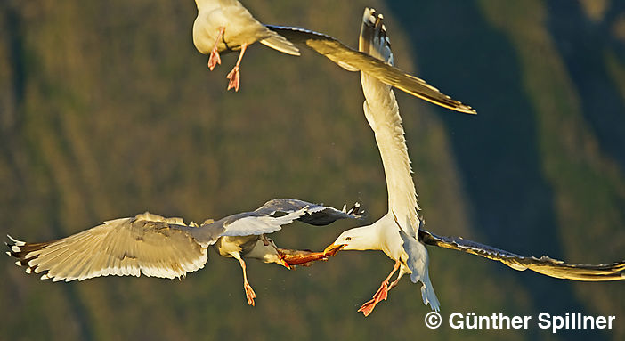 Great black-backed gull, Larus marinus