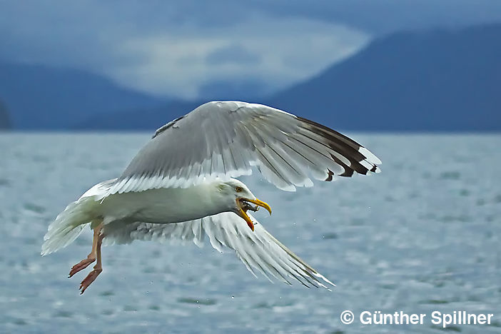 Great black-backed gull, Larus marinus