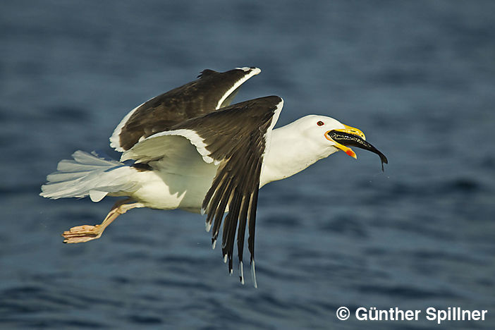 Great black-backed gull, Larus marinus