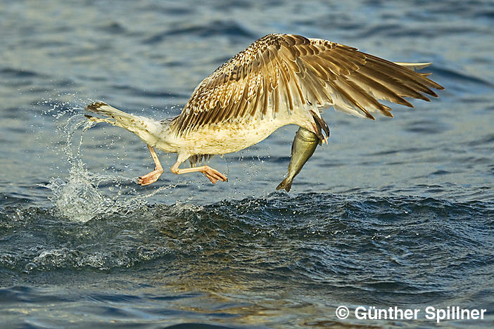 Great black-backed gull, Larus marinus