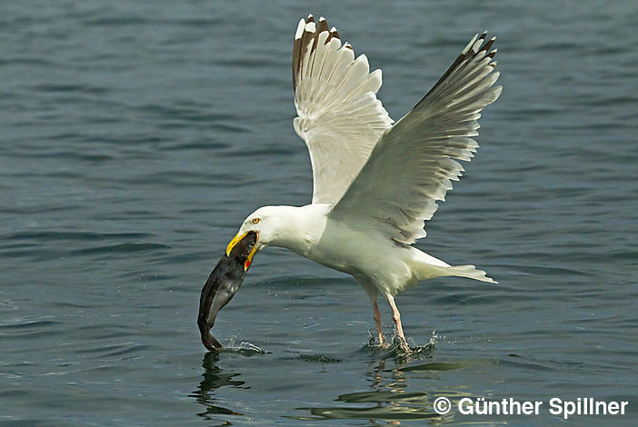Great black-backed gull, Larus marinus