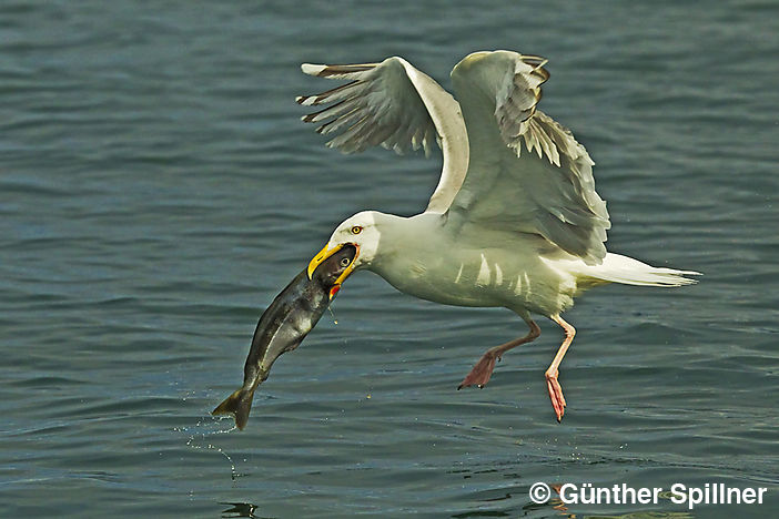Great black-backed gull, Larus marinus