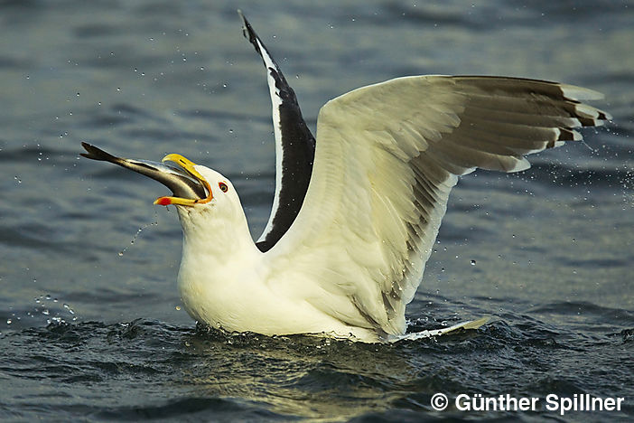 Great black-backed gull, Larus marinus