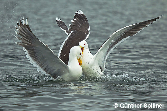 Great black-backed gull, Larus marinus