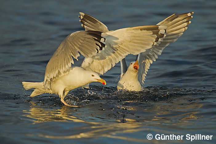 Mantelmöwe, Larus marinus