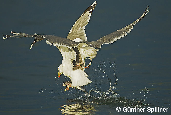 Great black-backed gull, Larus marinus