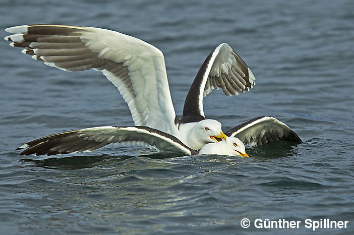 Great black-backed gull, Larus marinus