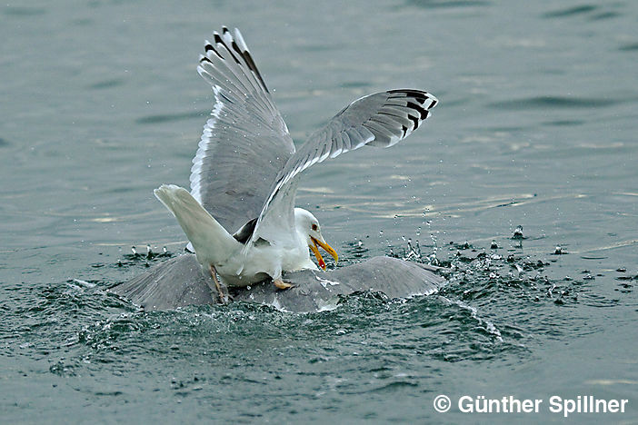 Great black-backed gull, Larus marinus