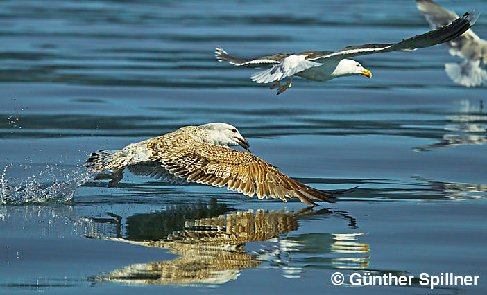 Mantelmöwe, Larus marinus