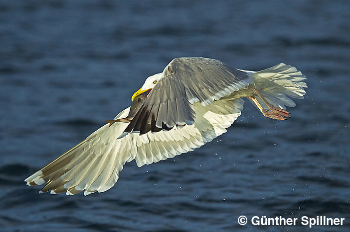 Mantelmöwe, Larus marinus