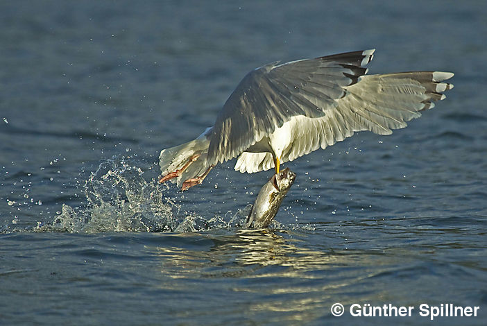 Great black-backed gull, Larus marinus