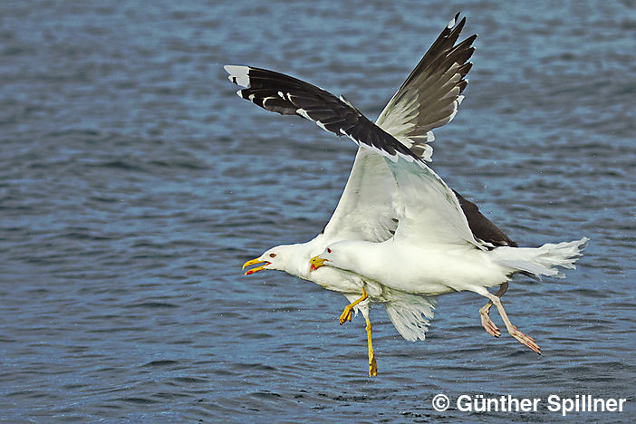 Great black-backed gull, Larus marinus