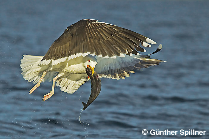 Mantelmöwe, Larus marinus