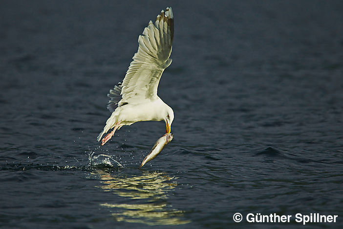 Great black-backed gull, Larus marinus