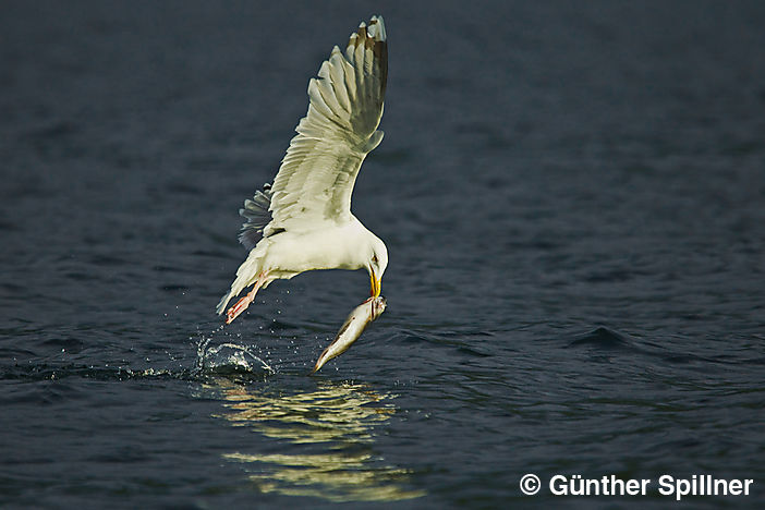 Mantelmöwe, Larus marinus