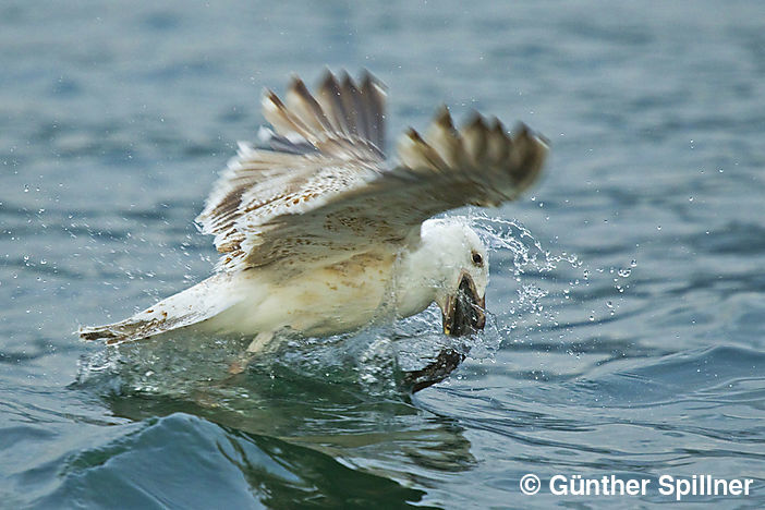 Great black-backed gull, Larus marinus