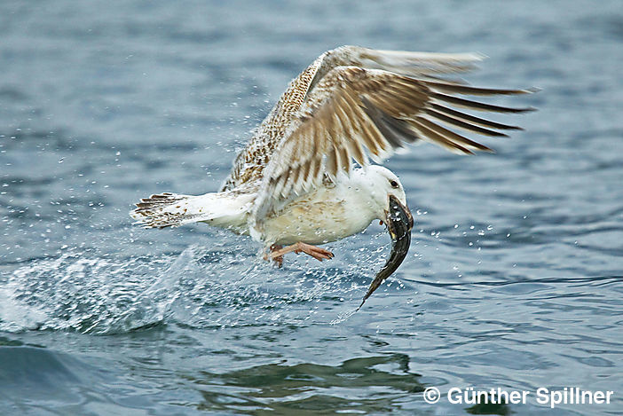 Great black-backed gull, Larus marinus