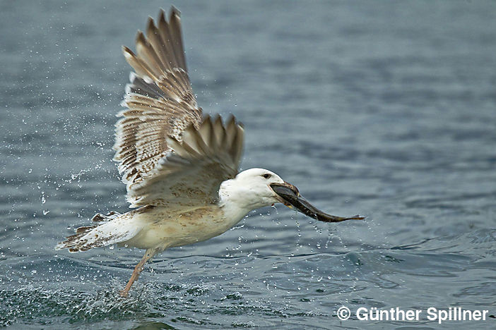 Great black-backed gull, Larus marinus